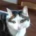 catochemonge