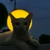 Avatar TikTok de @pookpik9595